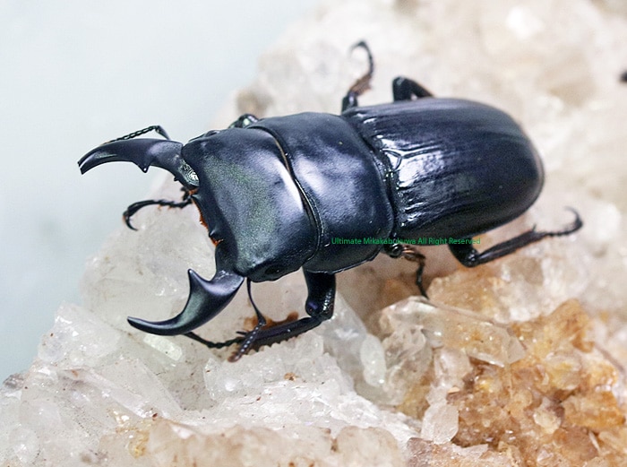 ブラジル産　ウルスカラカナヒナカブト　30mm 0000000008232.jpg