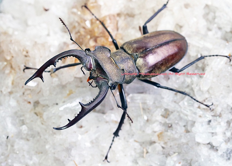 2023,5/16,17 新着WILD 総勢15種豪華ベトナム便 ノビリスミヤマ