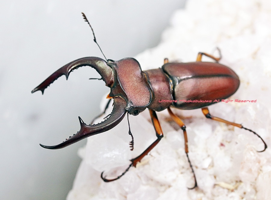 Ｌucanus cervus  judaicus 雄74㍉野外品 Lucanus cervus judaicus 雄74㍉野外品 Subspecies Lucanus