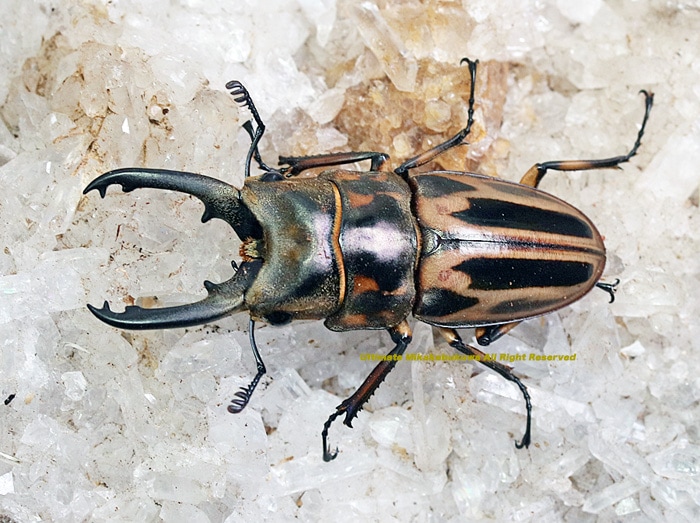 貴重！ ジャワコブラの剥製 貴重！ ジャワコブラの剥製 - メルカリ