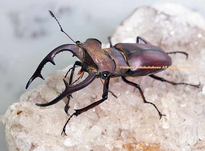 新種　極美　カタゾウムシ 新種 極美 カタゾウムシ 最先端技術で、12の新種ゾウムシを発見