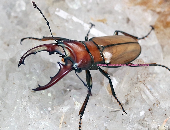 2023,6/17&18 新着WILD ☆☆☆ 総勢33種豪華ベトナム便 ビタリスホソアカ No,1 ♂30mmUP♀Bペア