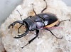 2023,6/17&18 ����WILD ������ ����33���ڥ٥ȥʥ��ء����٥�ĥ䥯�塞�� �ϥ���No,3����74mmUPĹ����B�ڥ�