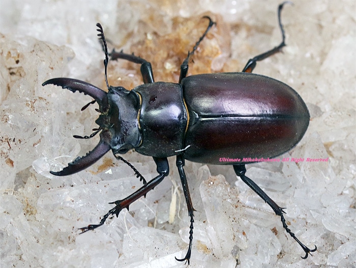 2023,6/17&18 新着WILD 総勢33種豪華ベトナム便 ゲアンミヤマNo,2