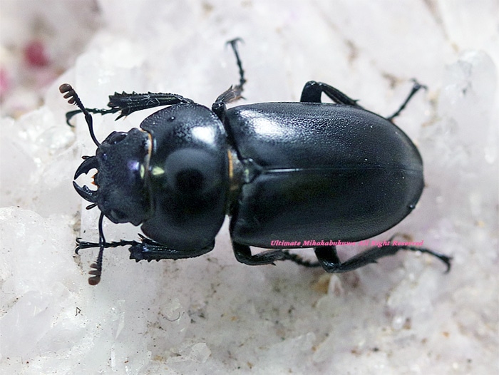 プリンシペ産　ドウネスノコギリクワガタ　62mm プリンシペ産 ドウネスノコギリクワガタ 62mm 月夜野きのこ園