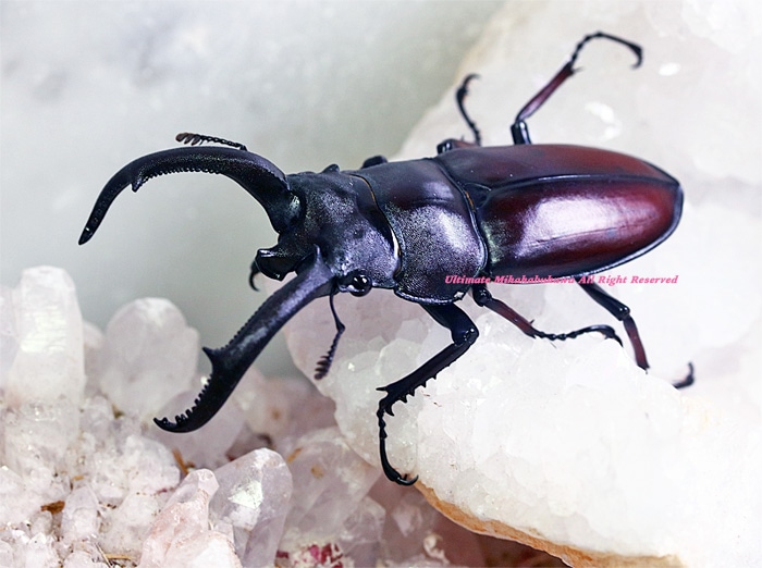 2023年WILDからの 2023年7月初旬孵化 WF1 幻のシカと呼ばれた