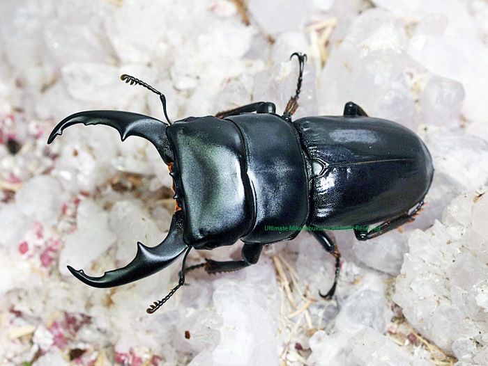 インド ヒラタクワガタ 標本