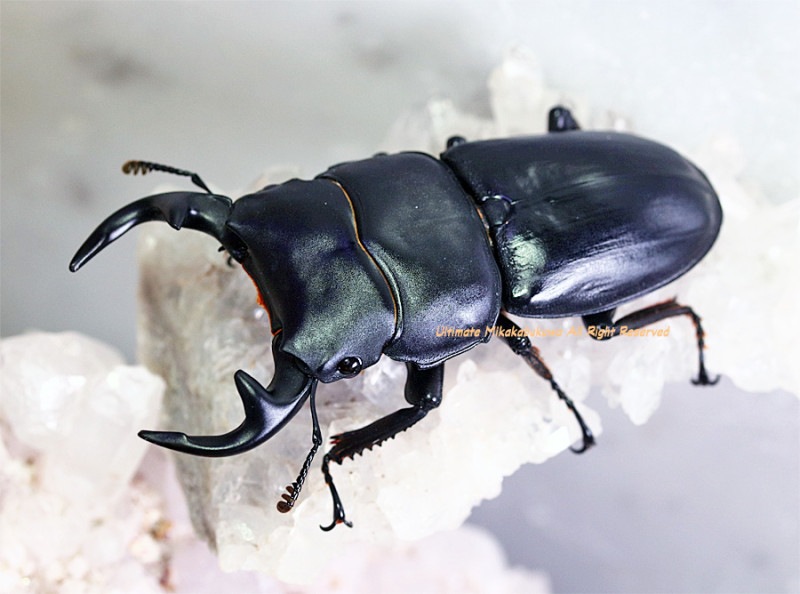 標本】ベトナムオオクワガタコガネ（ベトナム北部HaGiang