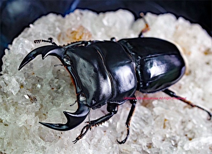 MAURICE DE VLAMINCKE、海外版超希少レゾネ、新品額装付 MリザードンEX RR CP6 20th Anniversary 013/087 MリザードンEX RR CP6