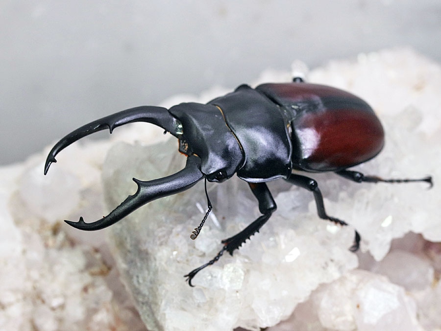 エイパムARテツノドクガ、テツノコウベ、キョジオーン