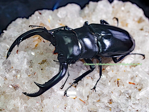 2023,7/25 新着WILD 総勢23種・ 世界最高峰!!ミャンマー便 世界最高峰