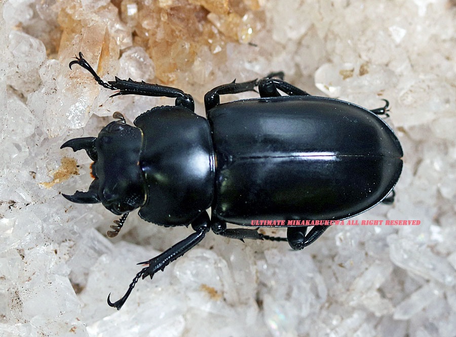 野外標本】77.5mmウエストウッディカズミアエ 展足済み ミャンマー産