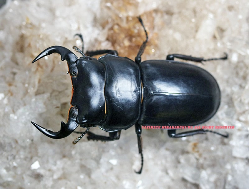 マレーアンタエウス 77.0㎜ ラベル付 標本 アンタエウスオオクワガタ