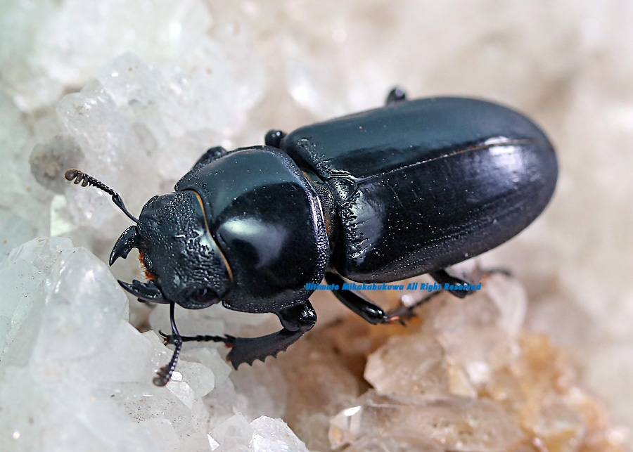 ダイワ】チヌ魂 7g 9g 11g 14セット 年無しも夢ではない！お試しあれ