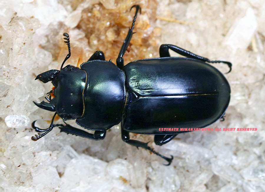 ナカジ　ウエストウッディ　カズミアエ　ミャンマー産　野外品　79.2ミリ 0000000057502_5ycZMjb.jpg