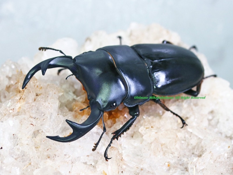 2023-0829 新着WILDラオス便 ドルクス祭り!! ラオス・クルビデンス