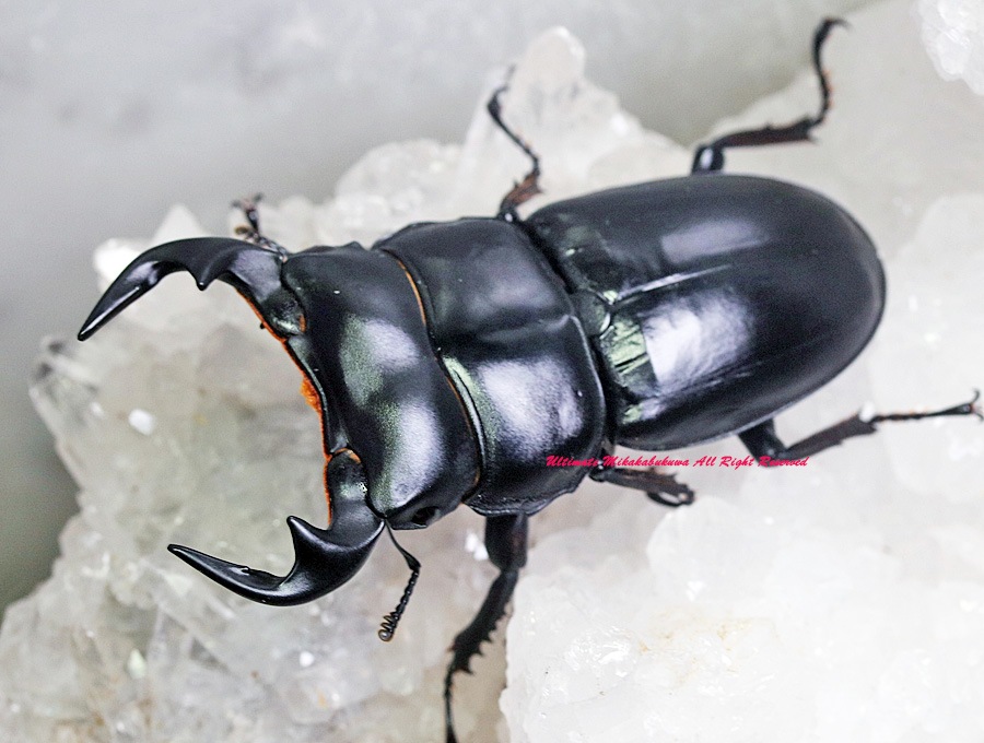 2023,8/29 新着WILD ベトナム便 カオバン産・アンタエウス No,S BIG