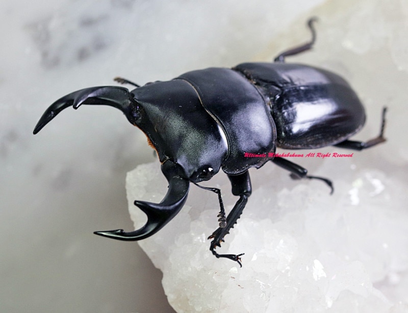 2023,8/29 新着WILD ベトナム便 クルビデンス原名亜種・イエンバイ産