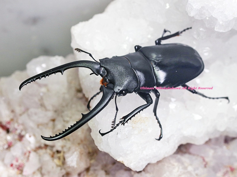 2023,8/29 ����WILD ������ �٥ȥʥ��ء�������Х���������ե������Υ����ꡡNo,1����85mmUP�ڥ�