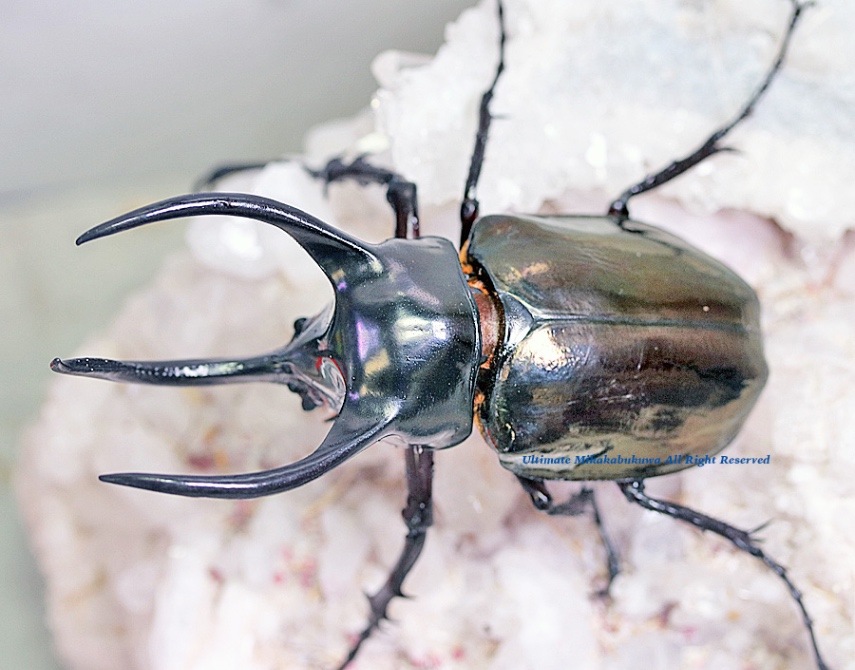 ラオス切手 甲虫 昆虫 王国 1968 全5種 NH オオルリ玉虫 ລາວラーオ ラオス切手 甲虫 昆虫 王国 1968 全5種 NH オオルリ玉虫 ລາວラーオ