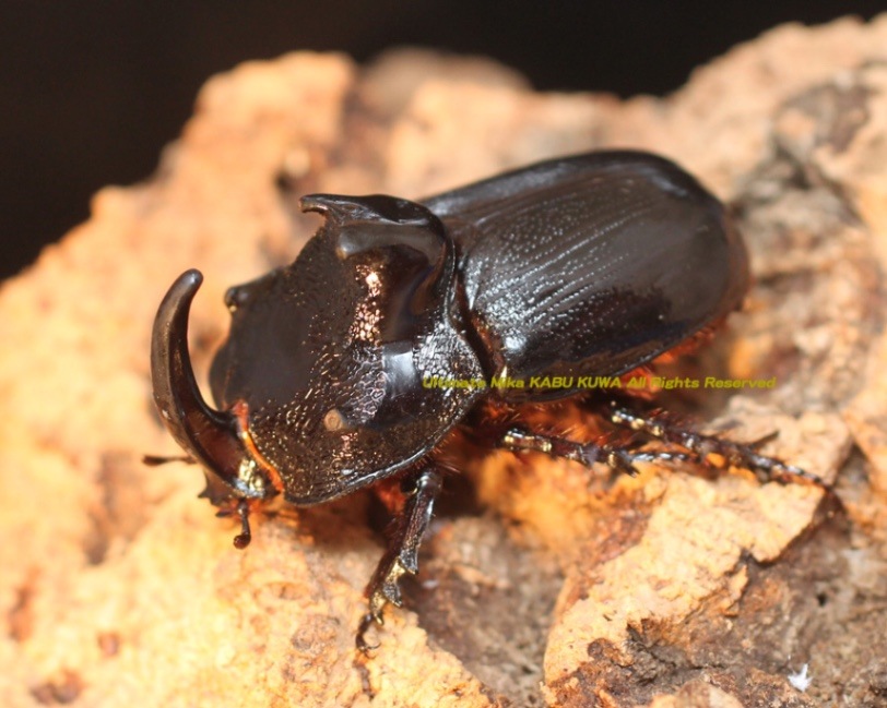 2023,9/26 新着WILD タイ便 最高2年以上生存する!! マルタバン