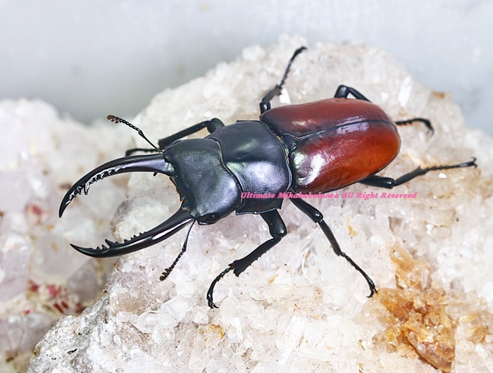 【桜道】★ラスト WD持腹 アローコクワ リエン★WF1 ベトナム　コンツム産　2令幼虫4頭　リエン　コクワ　コクワガタ