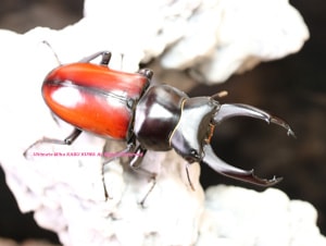 2023年WILDからの ミャンマーの超美麗種!! 2023年9月初旬孵化 WF1