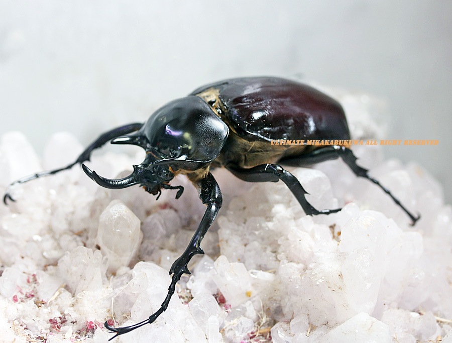 2018-2019年・新種記載 メガソマ・最高峰!! WF2 2023年7-8月羽化 即