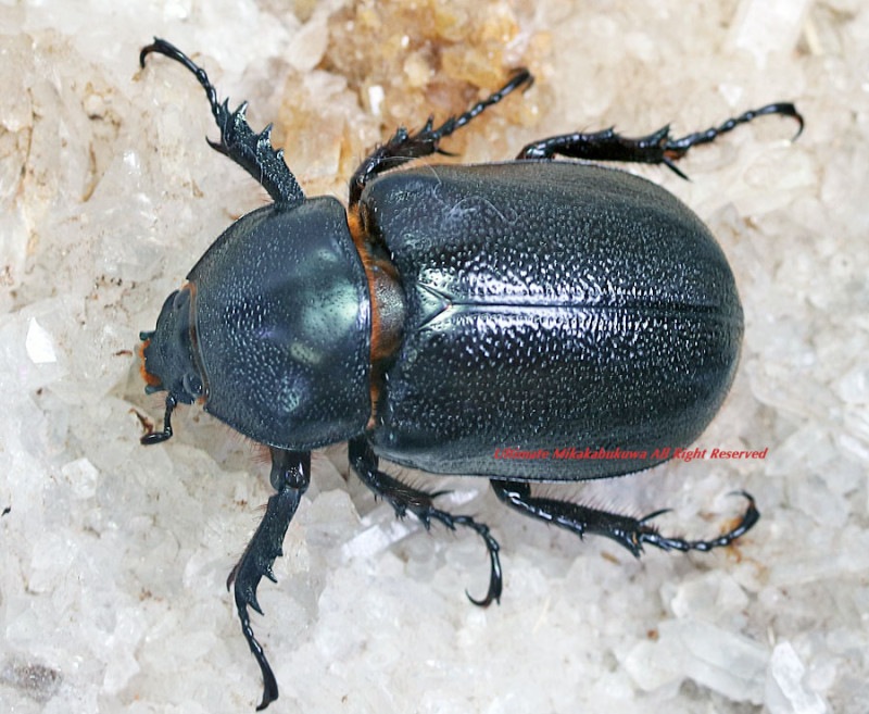 2023,11/8&9  ����WILD ������ ���ƥ������ɥ��ء��륮���ꥹ�إ�ť� No,1����44mmñ�ʡ�����