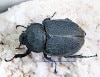 202311/8&9  ����WILD ������ ���ƥ������ɥ��ء�Dynastes��������إ饯�쥹����å�����������papagallo����No,3����60mmupñ�ʡ�����