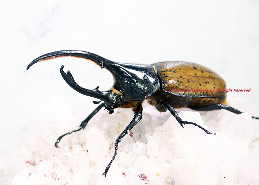 カブトボーグ　ヘラクレスリッキー カブトボーグ ヘラクレスリッキー