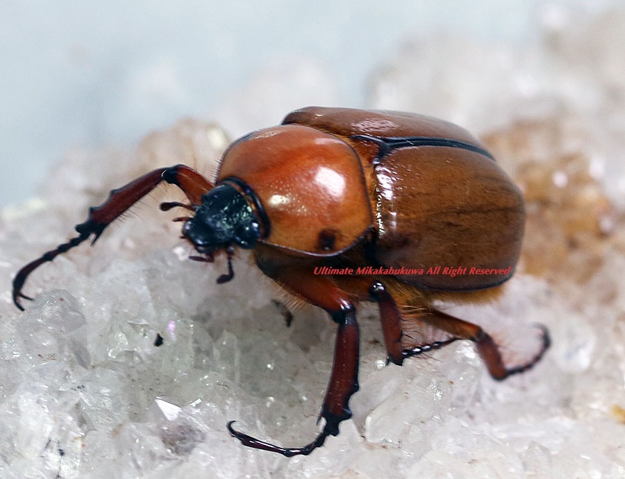 2023,11/8&9 新着WILD 南米エクアドル便 20年振り・電撃復帰・最高峰