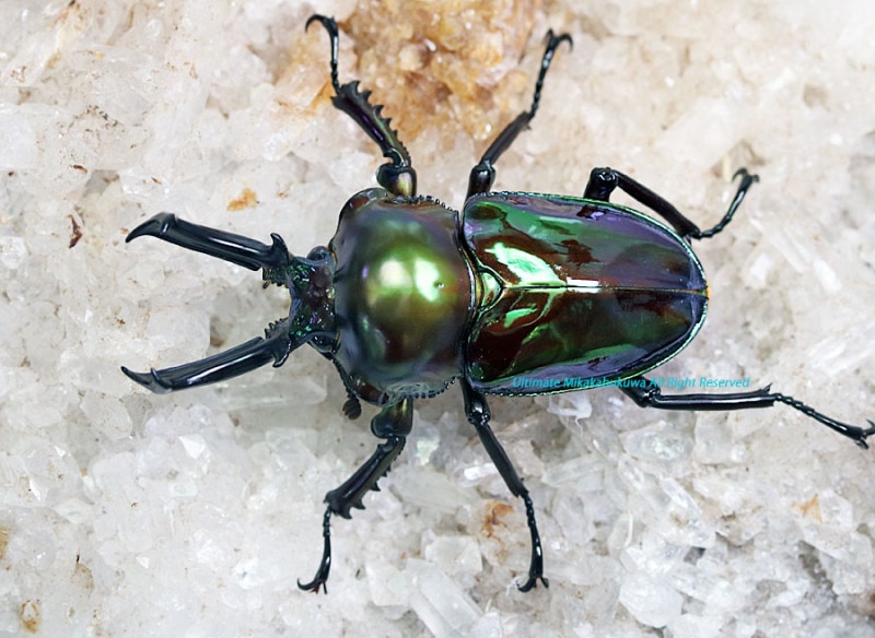 The world No,1!!2023ǯ5-6¨֥꡼ɡդΥڥ(ΩƬ꡼󡦾¥ɥե) ˥塞 48mm ڥ