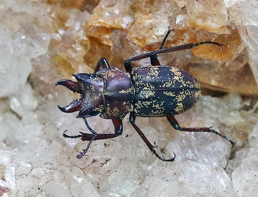 珍品！ペルーのクワガタハナムグリ 珍品！ペルーのクワガタハナムグリ むしやどんぐり / クワガタ