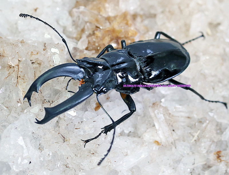 2023,11/24 WILDƳ̴!! ƥڥ롼 ڥӥ̥ӥܥNo,245mmUP ڥ