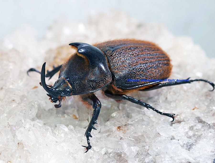 2023,11/24 新着WILD 浅草導夢!! 南米ペルー便 ヒルタスヘラヅノ No,1