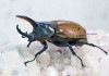 2023,11/24 ����WILD������Ƴ̴!! ���ƥڥ롼�� ��Dynastes��������إ饯�쥹����å�����No,3����87mm��60mmup�ڥ�