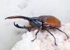 2023,11/24 ����WILD������Ƴ̴!! ���ƥڥ롼�� ��Dynastes��������إ饯�쥹����å�����No,2����117mm��65mmup�ڥ�