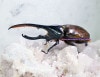 2023,11/24 ����WILD������Ƴ̴!! ���ƥڥ롼�� ��Dynastes��������إ饯�쥹����å�����No,1�� ��138mm��65mmup�ڥ�