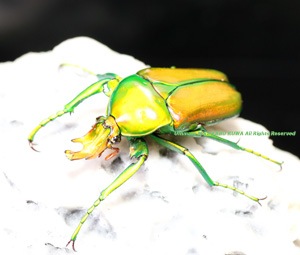 カナブンページ 2023,12/19 新着WILD 浅草導夢!! カメルーン便 美麗種!! キヌツヤ