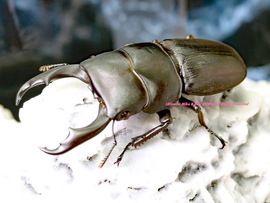 2024,1/12 新着WILD 浅草導夢!! 北ボルネオ便 ライヒヒラタ No,2