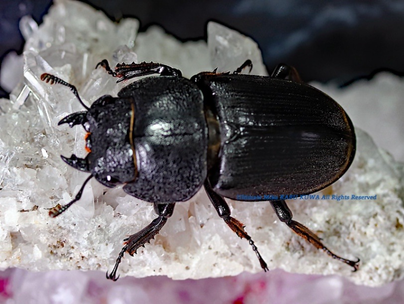 ≪　WILD！　ボルネオ便　トラキクスヒラタクワガタ　成虫ペア　≫ ≪ ボルネオ便！WILD！ トラキクスヒラタ ♀単品 ≫