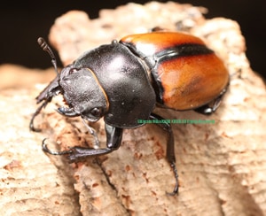 2024,1/12 ����WILD ����Ƴ̴!! �̥ܥ�ͥ��� �����ƥ�ʥ��ǥ��ĥ䥯�︶̾���No,4����Bñ��(����1-2�ܷ礱)