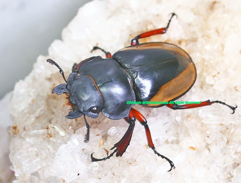 2024,1/12 WILD Ƴ̴!! ̥ܥͥ եꥹĥ䥯塞 No,3ñ