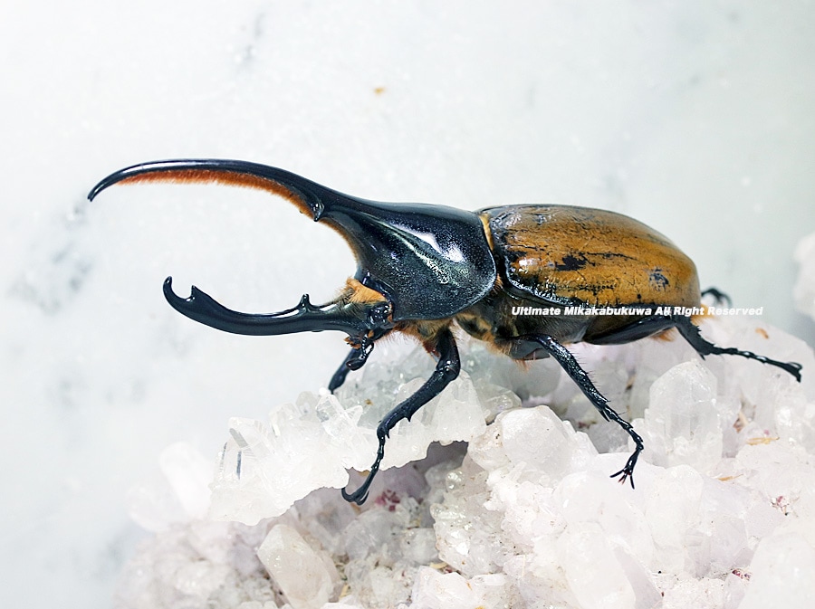 2024,2/4,5 新着WILD 南米ペルー便 サンマルティン・ヘラクレス