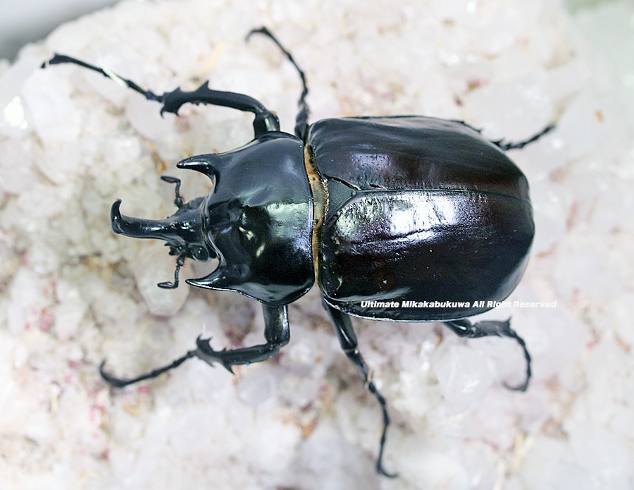 コロンビア産　ラミレスゾウカブト　90mm コロンビア産 ラミレスゾウカブト 90mm 【公式通販】