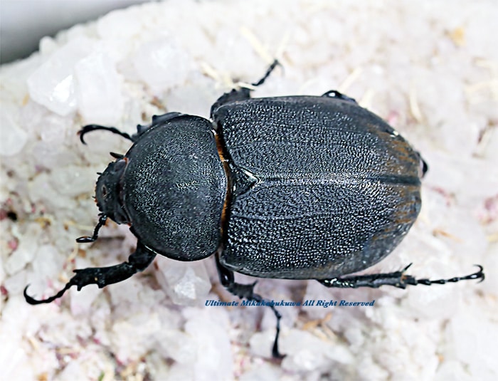 2024,2/4,5 ����WILD ������ ���ƥ������ɥ��ء�Dynastes��������إ饯�쥹����å�����������papagallo����No,11�� ��Bñ��(����1�ܷ礱����)