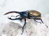 2024,2/4,5 ����WILD ������ ���ƥ������ɥ��ء�Dynastes��������إ饯�쥹����å�����������papagallo����No,8�� ��113mm��65mmup�ڥ�