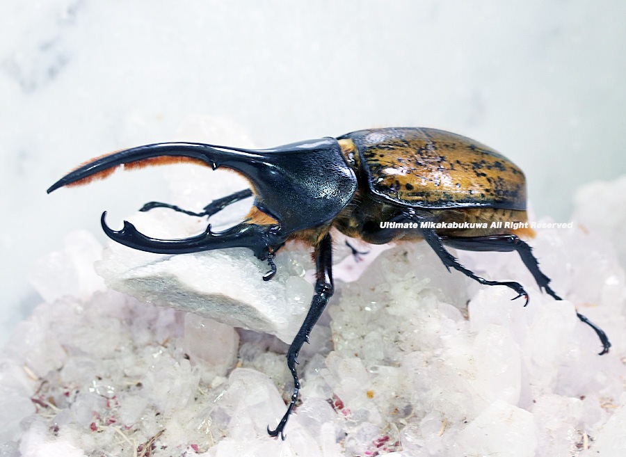 2024,2/4,5 新着WILD 南米エクアドル便 Dynastes世界最大ヘラクレス