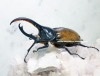2024,2/4,5 ����WILD ������ ���ƥ������ɥ��ء�Dynastes��������إ饯�쥹����å�����������papagallo����No,7�� ��118mm��65mmup�ڥ�
